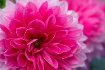 Macro image of a dahlia flower.