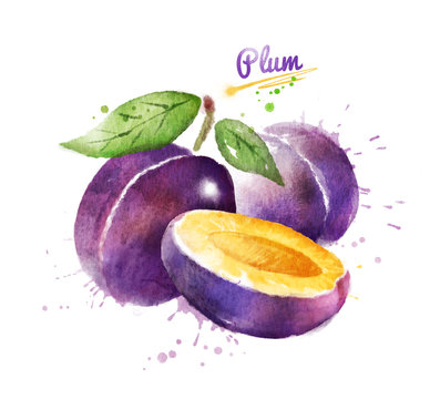 Watercolor illustration of plum