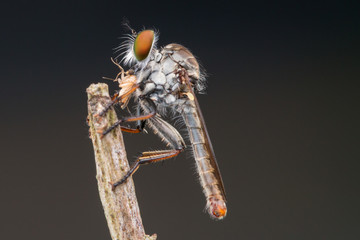 er Fly with prey / Close-Up of the beautiful Robber Fly (selective Focus)