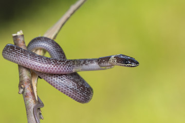 Close-up of Small snake on green leaf , Common Wolf Snake