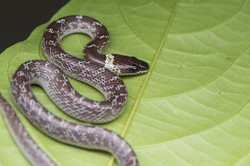 Close-up of Small snake on green leaf , Common Wolf Snake