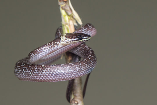 Close-up of Small snake on green leaf , Common Wolf Snake