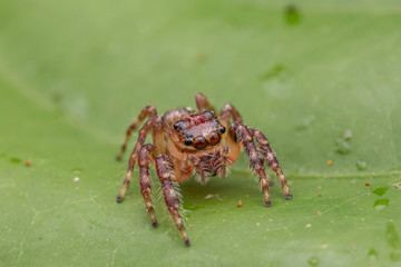 Jumping Spider of Borneo
