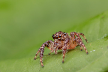 Jumping Spider of Borneo