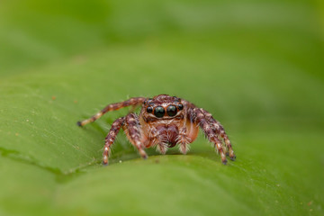 Jumping Spider of Borneo