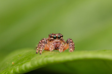 Jumping Spider of Borneo