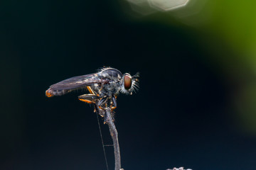 Robber Fly / Close-Up of the beautiful Robber Fly (selective Focus)