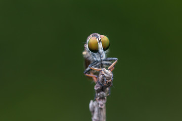 Robber Fly / Close-Up of the beautiful Robber Fly (selective Focus)