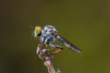 Robber Fly / Close-Up of the beautiful Robber Fly (selective Focus)