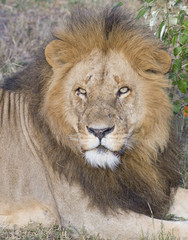 Large male Lion in the Masai mara