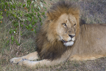 Naklejka na ściany i meble Large male lion in the Masai Mara