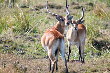 Impala