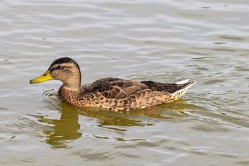Single female mallard wild duck 