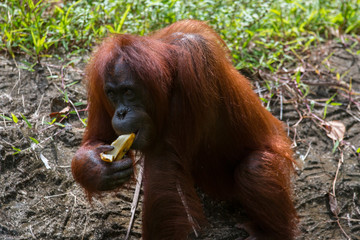 Orang Utan of Borneo , Close-up of Orang Utan