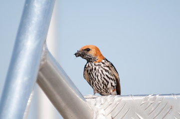 Lesser striped swallow preparing for a nest