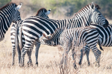Zebras