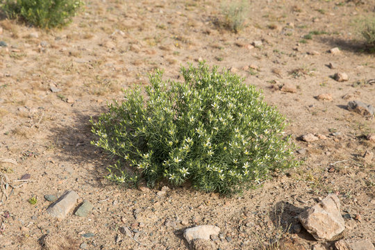 Peganum harmala, Khorasan Razavi, Iran