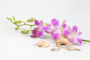 Colorful Orchid Flower Seashell