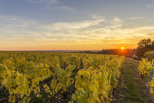 Vignes au coucher du Soleil