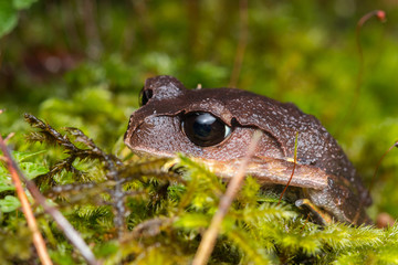 Beautiful Frog of Borneo