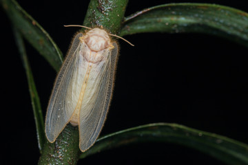 Lacewing Moth , Lacewing Moth of Borneo