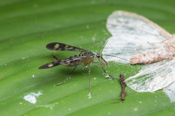 Scorpion Fly with prey  , Male Scorpion Fly