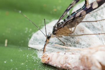 Scorpion Fly with prey  , Male Scorpion Fly