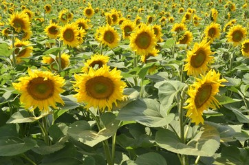 Fototapeta na wymiar Flowering of the oil crop of sunflower