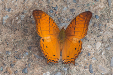 Beautiful Butterfly of Borneo , Closeup butterfly on flower ground , Butterfly of Borneo
