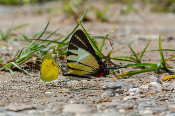 Beautiful Butterfly of Borneo , Closeup butterfly on flower ground , Butterfly of Borneo