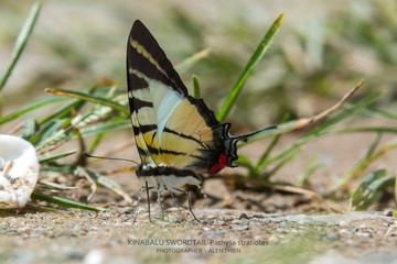 Beautiful Butterfly of Borneo , Closeup butterfly on flower ground , Butterfly of Borneo