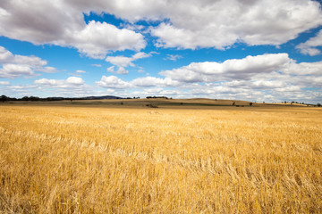 Wheat Fields in Moolort Plains