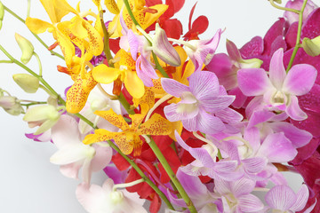 Obraz na płótnie Canvas Colorful Orchid Flower