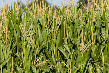 close up of a wall of corn