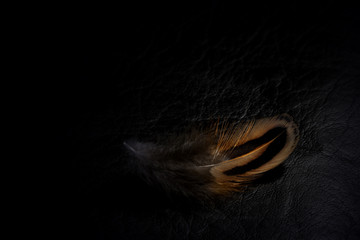 Pheasant's feather in a gentle light against a black background