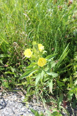 Obraz premium Neophyten: die gemeine Nachtkerze (Oenothera biennis)