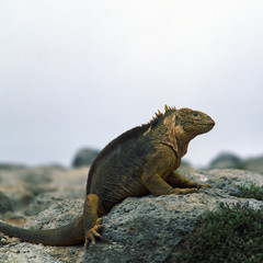 Ecuador
