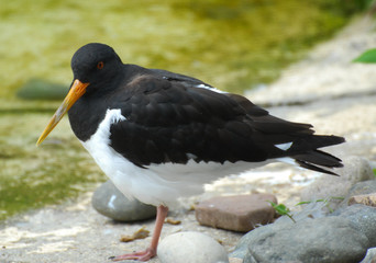 Oystercatcher