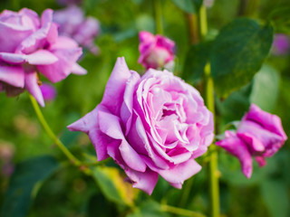 Beautiful pink rose in a garden