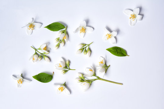 Set Of Jasmine Flowers On White Background