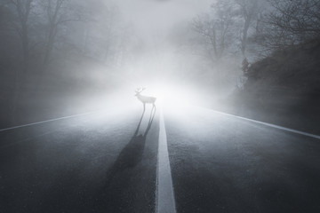 Hirsch auf einer Straße bei Nebel im Herbst