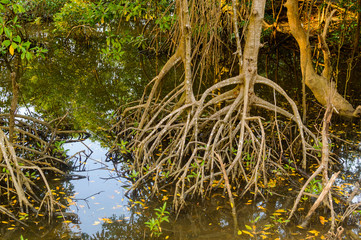 Mangrove trees root