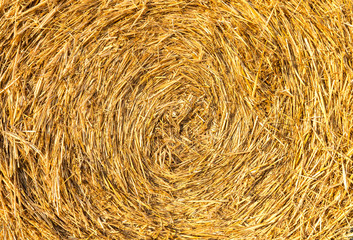 Detail of a round straw bale in sunlight