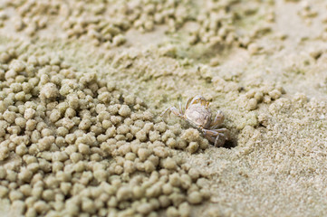 Fototapeta na wymiar Small ghost crab making sand ball