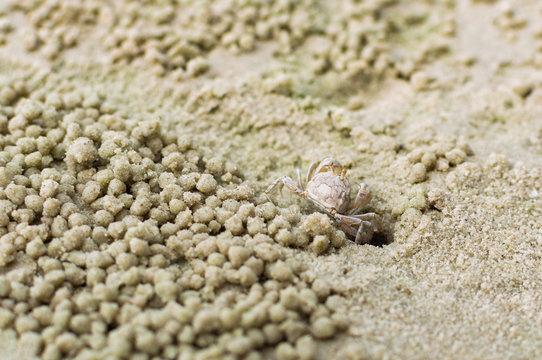 Small ghost crab making sand ball