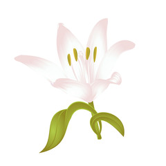 Lily white  Lilium candidum, a white flower with leaves  vector illustration editable Hand drawn