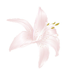 Lily white  Lilium candidum, a white flower   vector illustration editable Hand draw