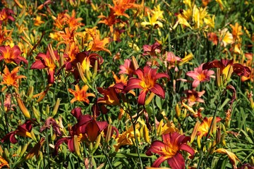 yellow nd gold lilies in a garden