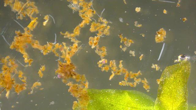 Tiny white worms from a pond, under stereo microscope
