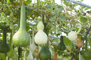 pumpkins and gourds